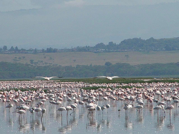 纳库鲁湖国家公园（Lake Nakuru National Park）