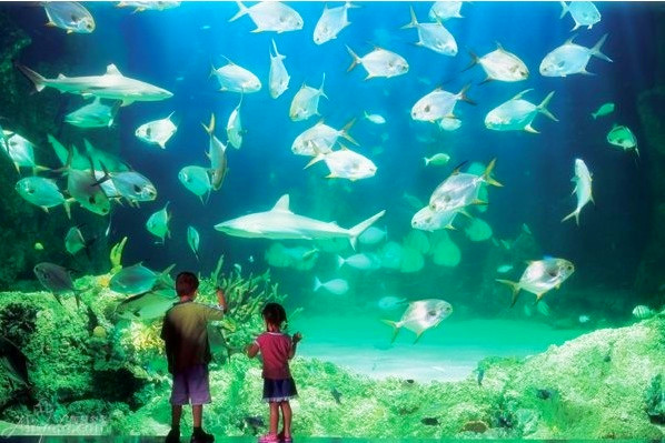 悉尼水族馆（Sydney Aquarium）