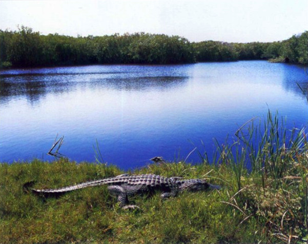 大沼泽地国家公园（Everglades National Park）