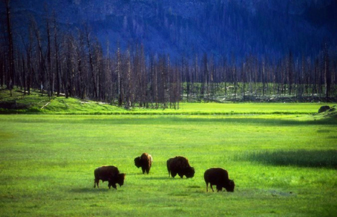 野牛国家公园（Wood Buffalo National Park）