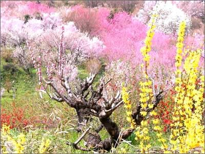 桃花岛